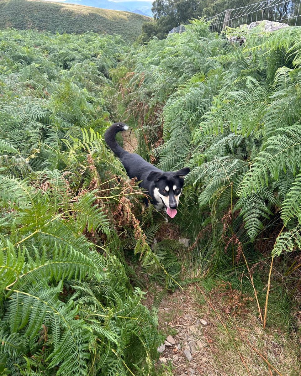 Blue Cross UK tweet media