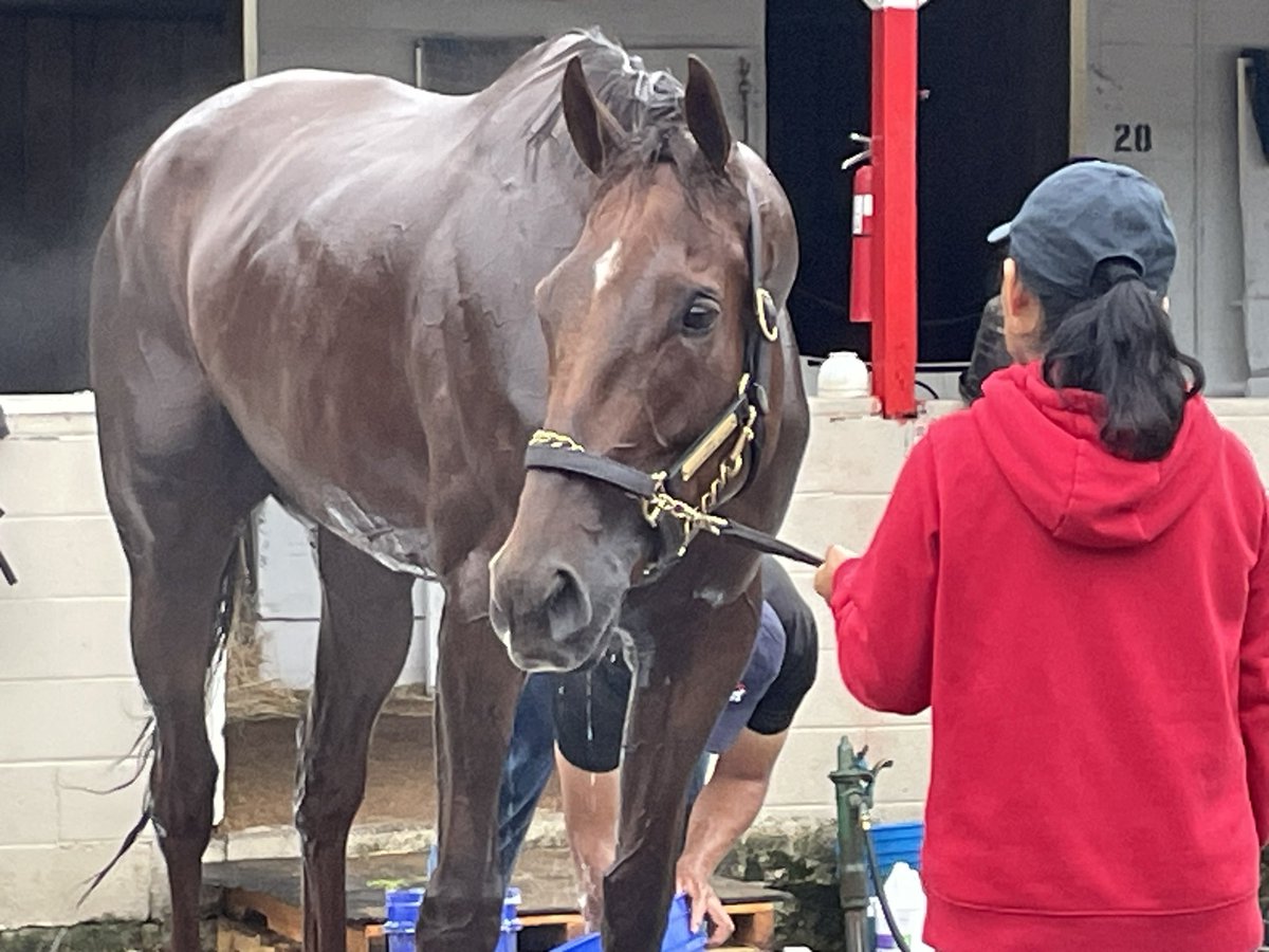 DRFRusso's tweet photo. Zany is a curious filly, but seems so lovely and kind and chill in the midst of chaos. Very reminiscent of her sire American Pharoah. #KyOaks https://t.co/tTG28gY8lb