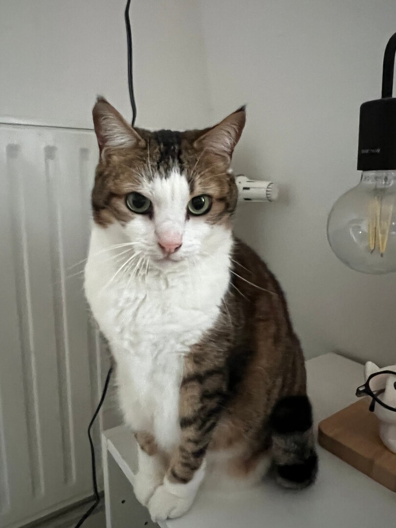 vigipets's tweet image. 🟠 🐱 Chat perdu le 27/04/2026 à Paris (75004).
Race : Européen / Âge : 10 an(s)
Tartine / Femelle / Identifié(e) : Oui

☎️ 0661144253
📧  benoistvarquet@hotmail.com

#chatperdu #chattrouve #chat #perdu #trouve