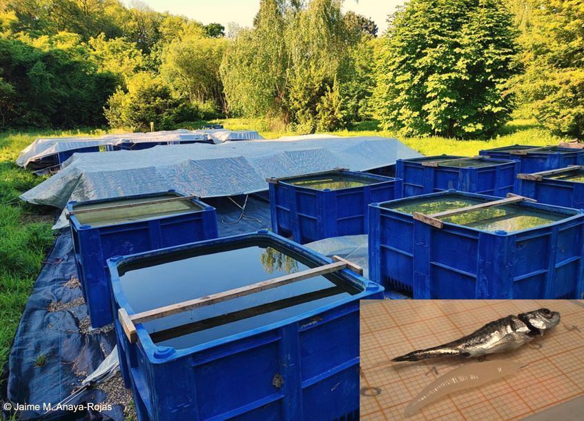 FunEcology's tweet image. 📰Published📰Big Parasite, Big Impact: How #infections alter #fish and their #foodwebs🐟️

buff.ly/PfQVHbe