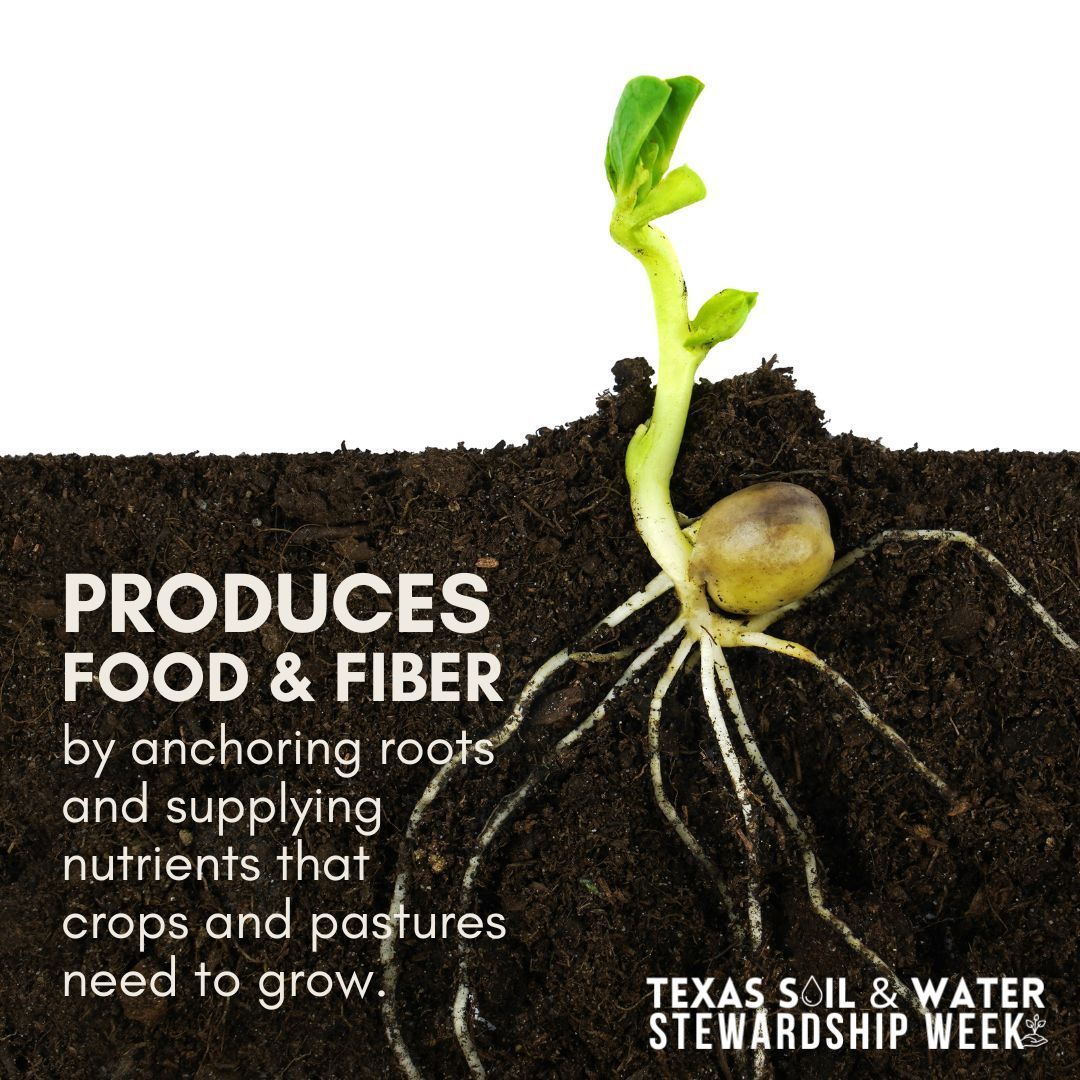 TSSWCB's tweet photo. Soil does more than sit beneath our feet; it powers Texas agriculture! 🌱 By anchoring roots and supplying nutrients, healthy soil helps produce the food and fiber that sustain everything we grow and help feed and clothe millions across the country.

#TexasStewardshipWeek https://t.co/QTypSeL0ml