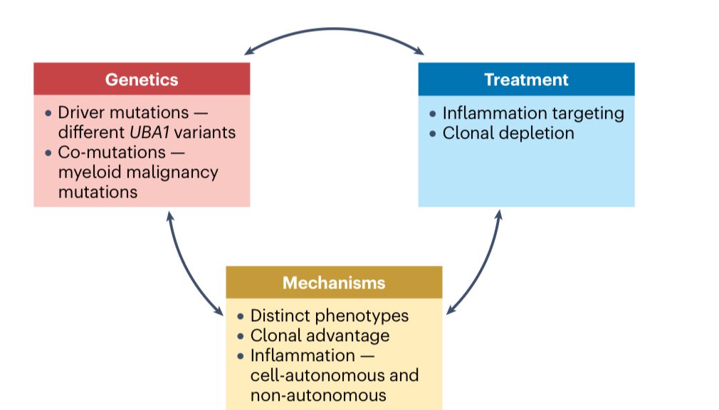 dr_immuno29's tweet photo. 🧬 VEXAS Syndrome — The Game-Changer in Adult Autoinflammation

• 🔥 First described in 2020 → bridges rheumatology + hematology + genetics
• 🧬 Caused by somatic UBA1 mutations (hematopoietic stem cells)
• ⚙️ Defective ubiquitination → proteotoxic stress + systemic inflammation

👤 Who to suspect?
• 👴 Men >50 yrs (predominant)
• 💊 Steroid-dependent inflammation
• 🩸 Macrocytic anemia + cytopenias
• 🦠 Recurrent fevers, skin lesions, chondritis, lung involvement

🔬 Hallmark clues
• 🧫 Bone marrow vacuoles (erythroid + myeloid precursors)
• 🧬 Confirm with UBA1 mutation testing

⚠️ Clinical spectrum
• 🧴 Neutrophilic dermatoses (≈80%)
• 🌬️ Lung involvement (>60%)
• 🦴 Arthritis/chondritis
• 🧠 Vasculitis mimic
• 🩸 MDS in ~30–60%

📊 Epidemiology pearls
• ~1 in 4,000 men >50
• Rare in women (often with X monosomy)

💀 Prognosis
• ⚠️ <50% 10-year survival
• High risk: infections, thrombosis, marrow failure

💊 Treatment (still evolving)
• 🥇 Steroids = rapid control (but dependence common)
• ➕ JAK inhibitors / IL-6 / IL-1 blockers (partial benefit)
• 🧬 Azacitidine → ↓ clone + inflammation
• 🧫 Allogeneic HSCT = only potential cure

💡 Key concept
👉 First adult-onset disease driven by somatic mutation → paradigm shift in inflammatory diseases

📌 Think VEXAS in:
“Unexplained inflammation + cytopenia + steroid dependence in elderly”

🔗 DOI: 10.1038/s41572-026-00695-w

#VEXAS #Rheumatology #Hematology #Autoinflammatory #PrecisionMedicine #MDS #MedTwitter
