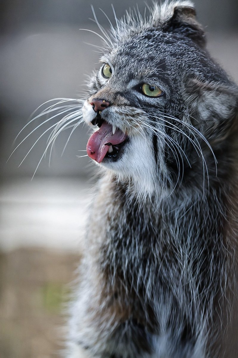 𝒀𝒐𝒔𝒉𝒊 tweet media