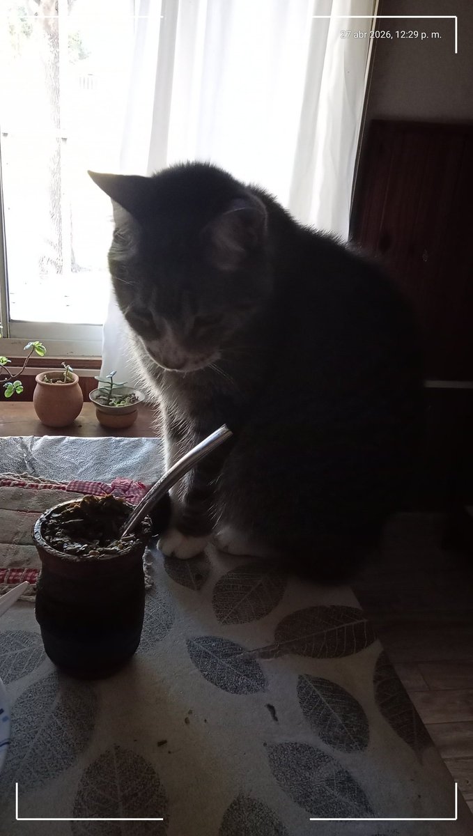 Helena Suyai 🇦🇷🏳️‍⚧️🇦🇲🇵🇸 tweet media