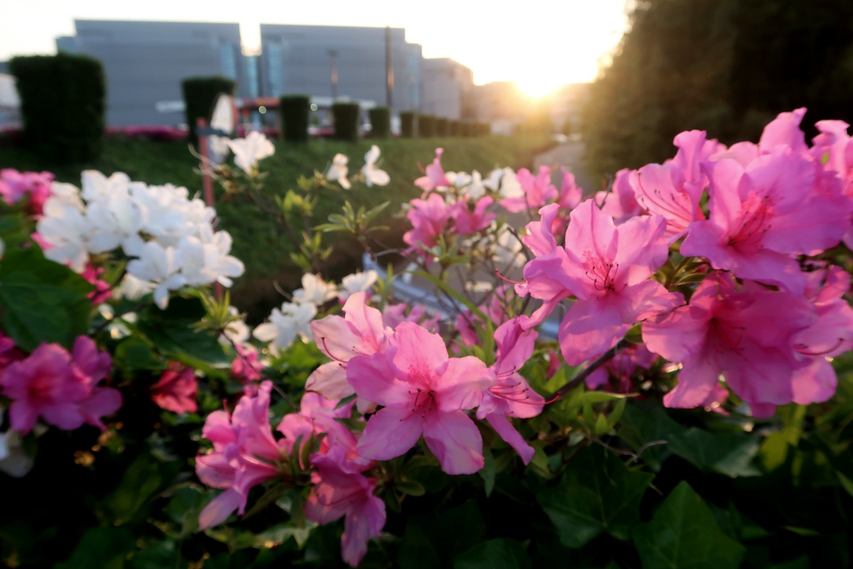 chiwanosuke_ttm's tweet image. コストコ印西のつつじ
データーセンターの谷間に沈む太陽

＃コストコ　＃データーセンター　＃夕日