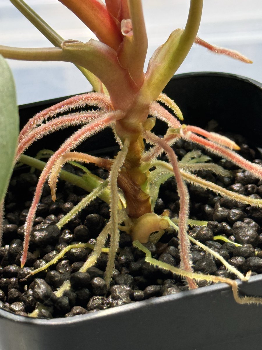 ホマロメナ homalomena 緑甲冑　AZ便　正規タグ付き Homalomena sp. 緑甲冑 BNN from Sibolga timur【AZ0822-3】 根が赤い