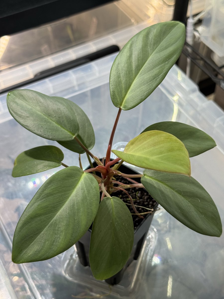 ホマロメナ homalomena 緑甲冑　AZ便　正規タグ付き Homalomena sp. 緑甲冑 BNN from Sibolga timur【AZ0822-3】 根が赤い