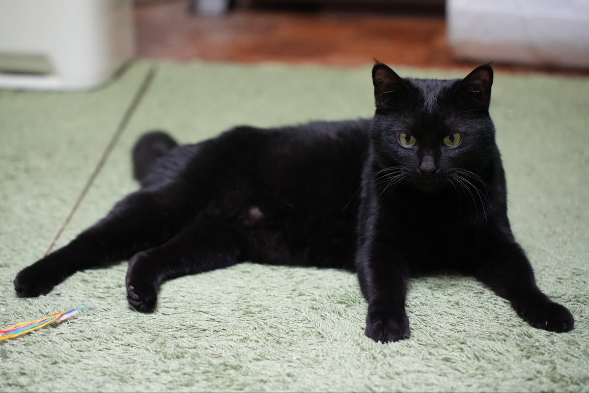 oreo_blackcat's tweet image. お腹の毛の薄いところは、たぶんおへそ。
#猫 #黒猫 #blackcat