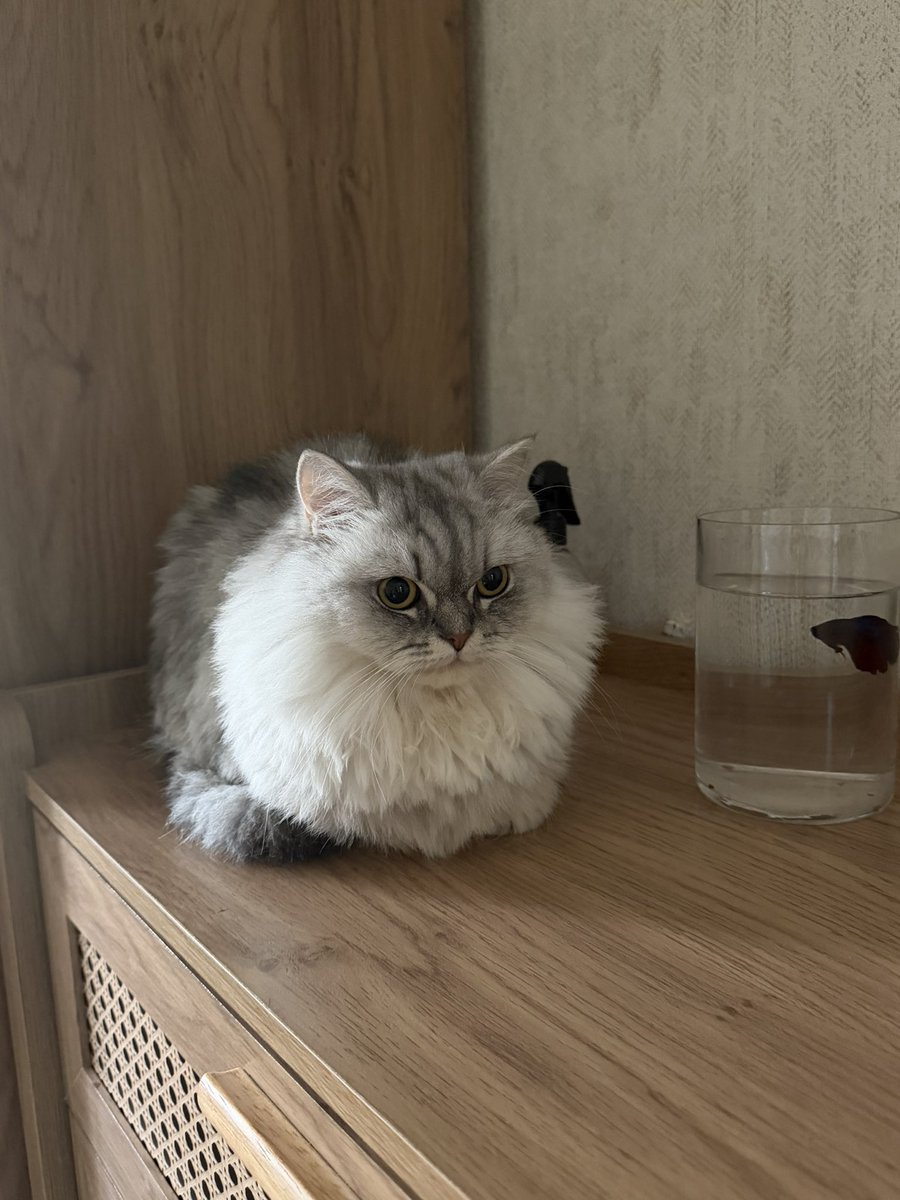 memejf1's tweet photo. الكائن الصغير هذا كيف الناس تخاف منو 
وهيّا لمن يدق جرس البيت تنهار 😂😂😂😂❤️ https://t.co/TmzJH9KxoM