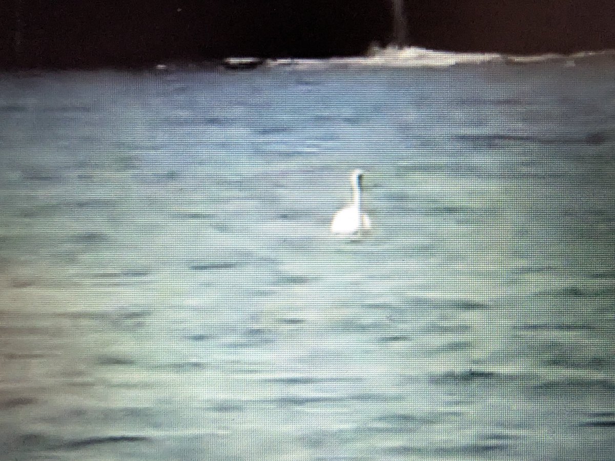 WettmannNicole's tweet image. Er hat seinem Freund noch mal Tschüss gesagt...
Da heul ich glatt schon wieder 🥹😭😭😭🥹❤️
#Hope #Timmy #Buckelwal
❤️🐳❤️