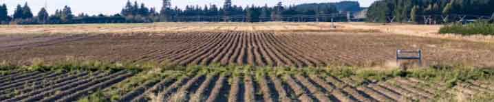 potatosystem1's tweet image. Unseasonal Weather Threatens New Zealand Potato Crops, Yields Expected to Drop 20% #potatoes #vegetable #agriculture #farming #vegetables #farmingphotography #freshproduce #agribusiness #fruitsandvegetables #crops #food #freshfood #foodsecurity
potatoes.news/unseasonal-wea…