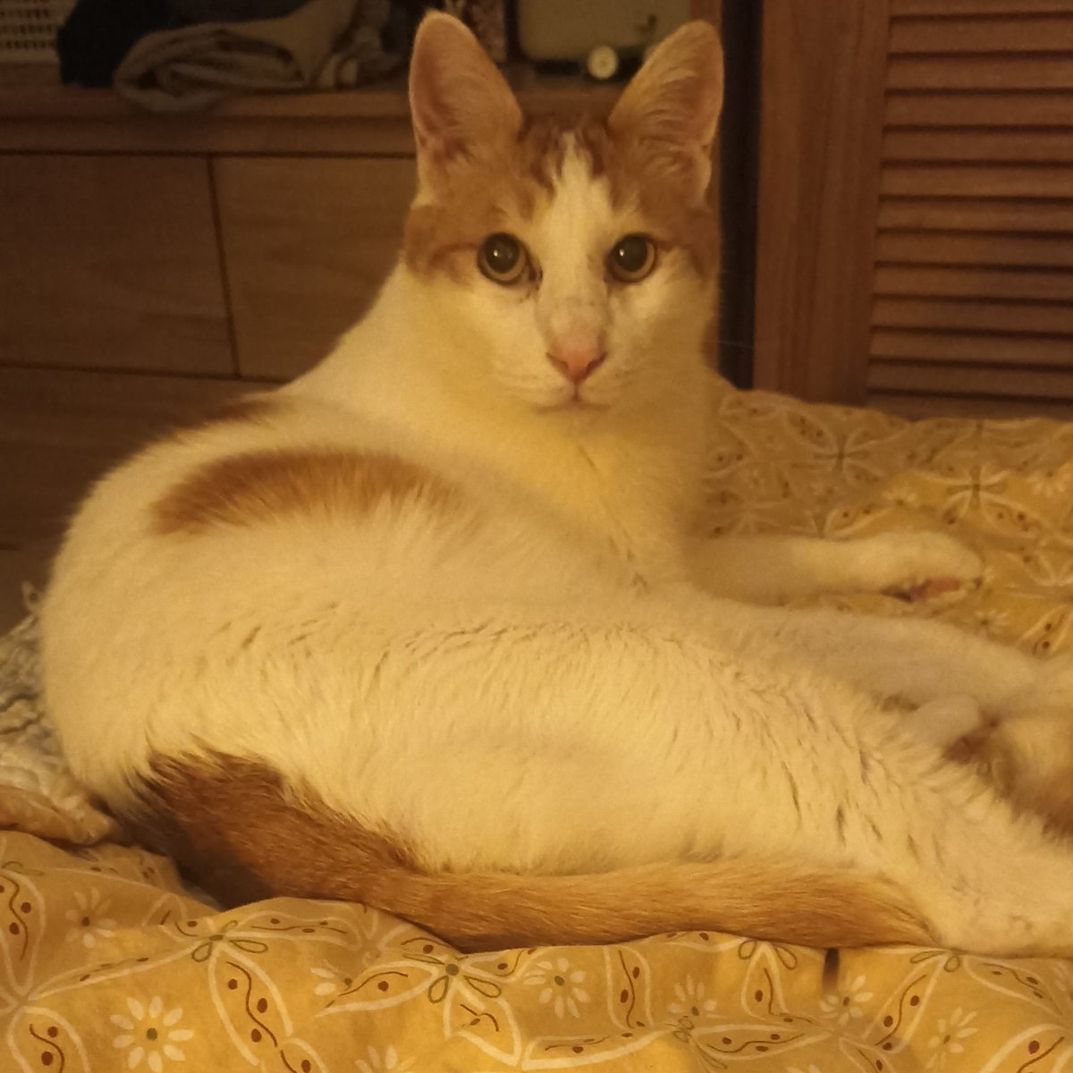 슈나벨 tweet media