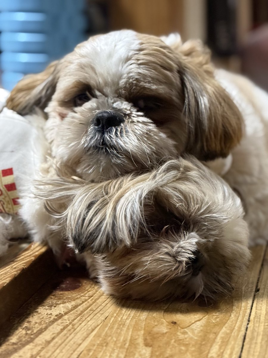 5匹のシーズーちゃん tweet media