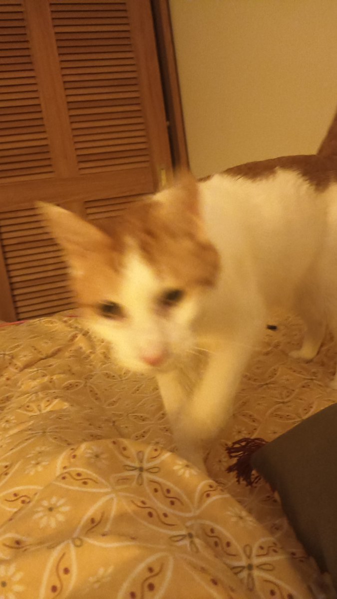 슈나벨 tweet media