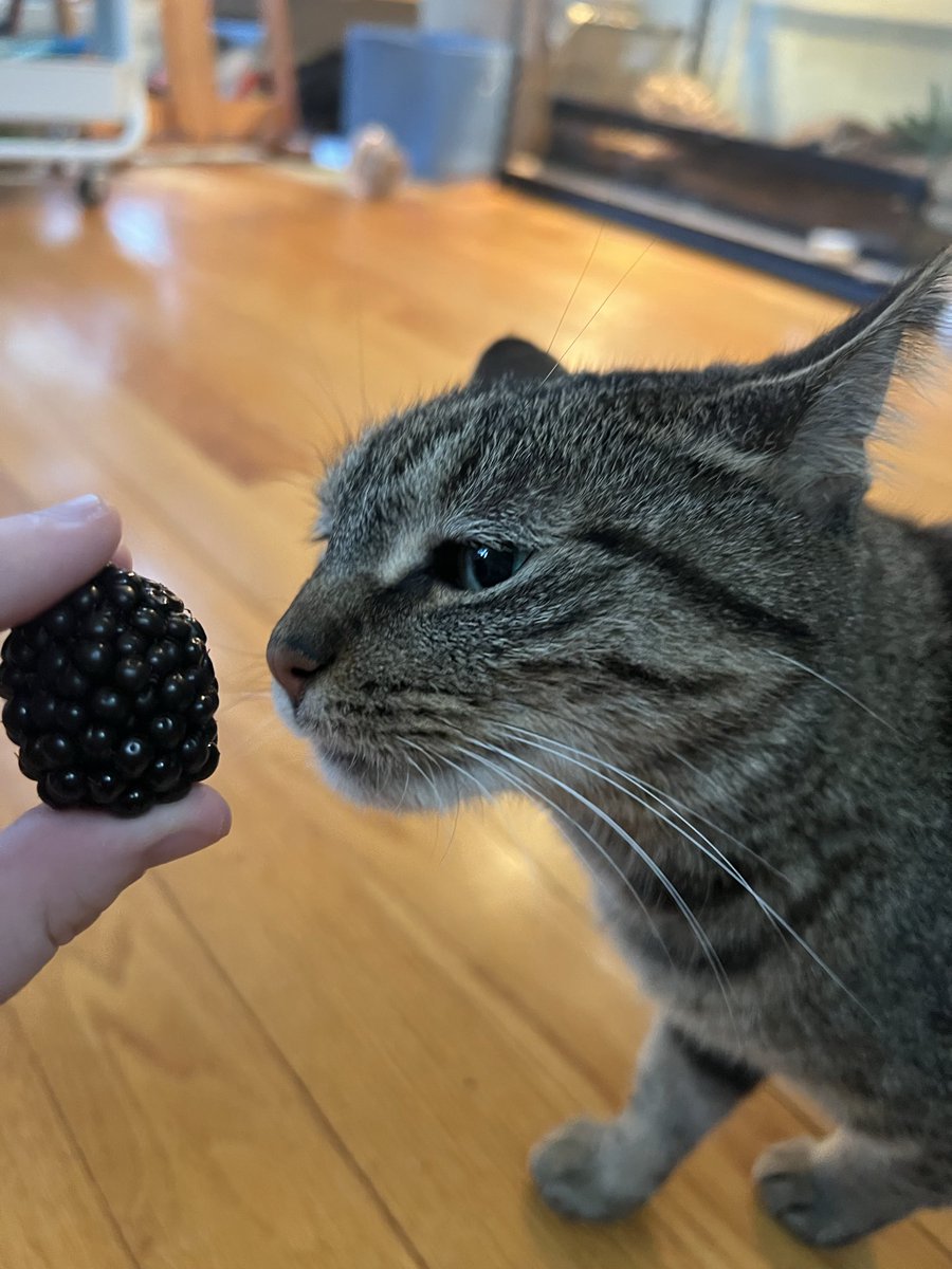GrubTheBug's tweet photo. Look at these big ahh blackberries. (Cat for scale) https://t.co/JlZO4832VV