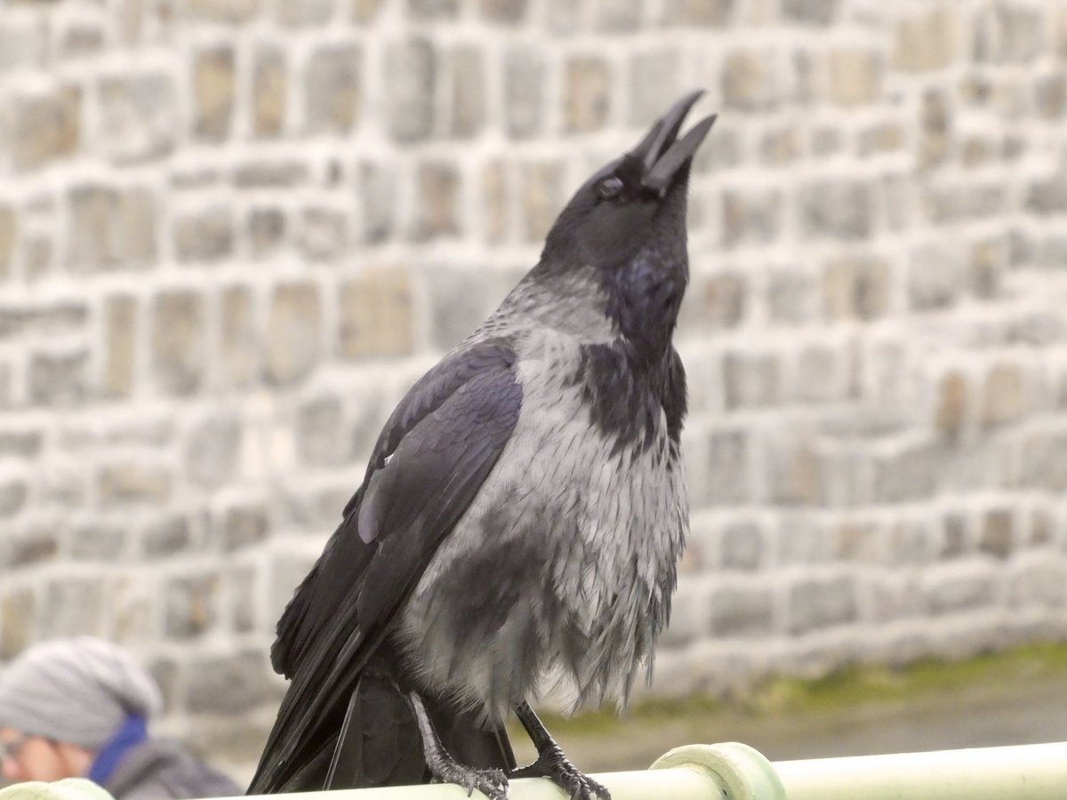 Vienna City Crows tweet media