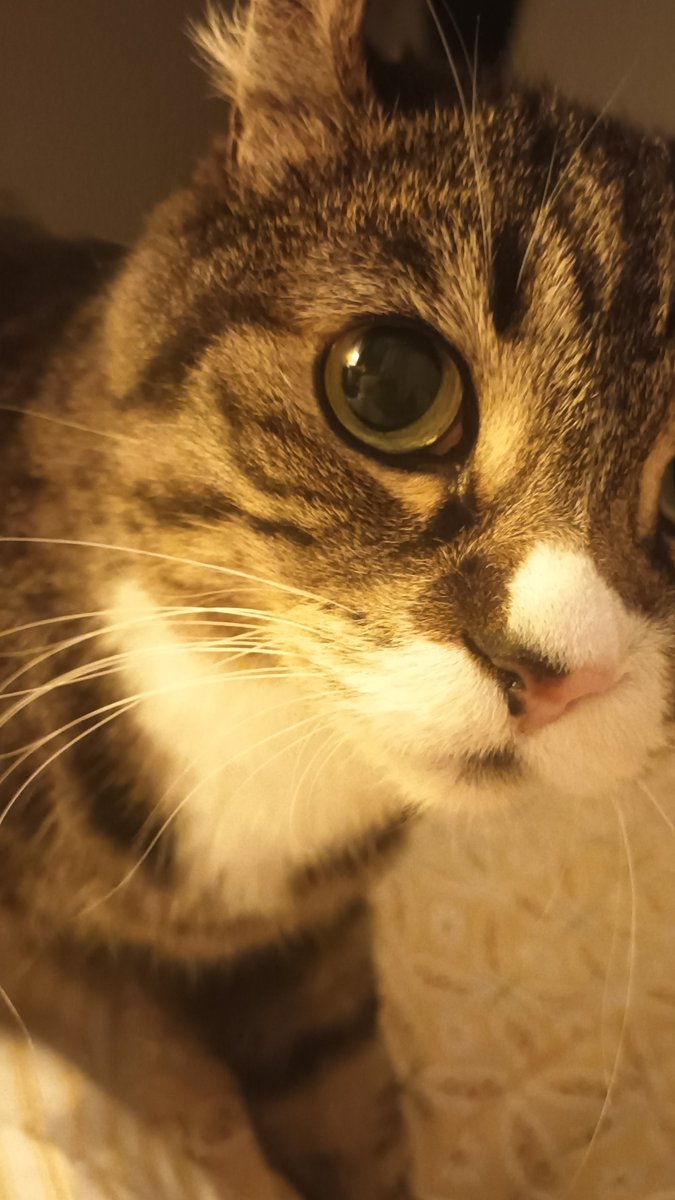 슈나벨 tweet media