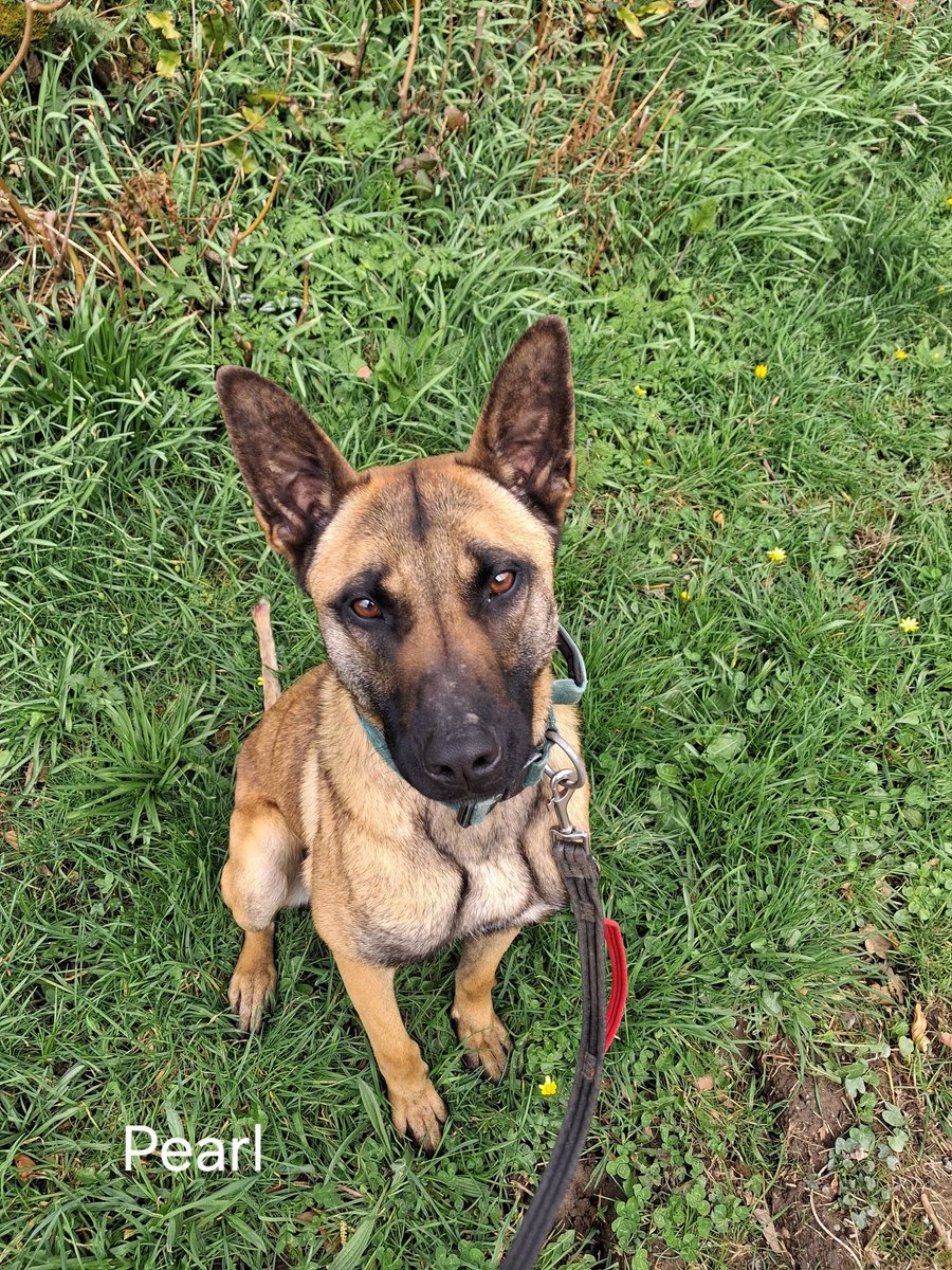 gsrescueelite's tweet image. Pearl is 2yrs old and she is a clever girl who can live with older kids. Pearl loves people but she can over bond with ones person so exp of this issue needed please 
#dogs #germanshepherd #Cornwall 
gsrelite.co.uk/pearl-3/