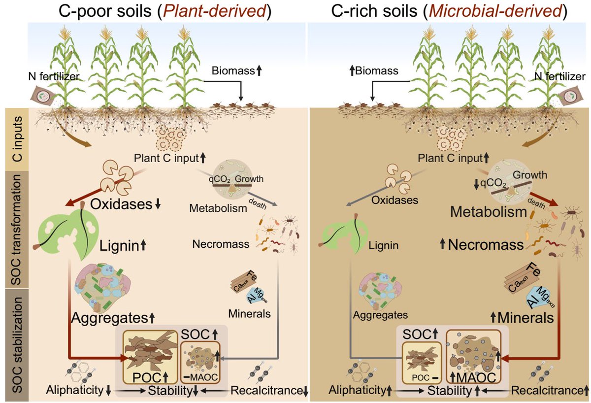 ykuzyakov's tweet image. #highlycited in NATURE COMMUNICATIONS💥
Soil organic carbon thresholds control #fertilizer effects on #carbon accrual in #croplands worldwide
doi.org/10.1038/s41467…

#SoilOrganicMatter #SoilOrganicCarbon #sequestration #carbonsequestration #global #landuse
#Fertilisers #nitrogen