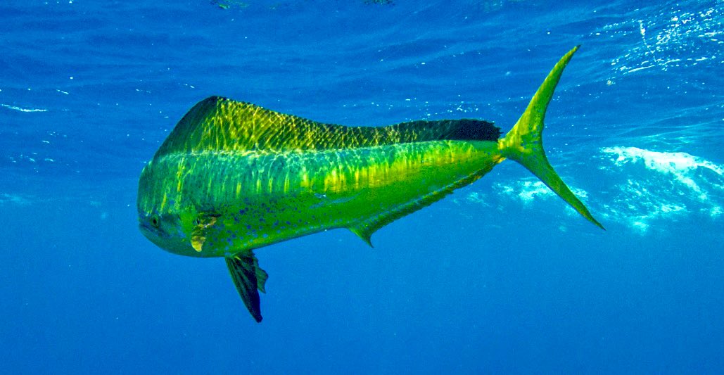 Benny🇺🇸 tweet media