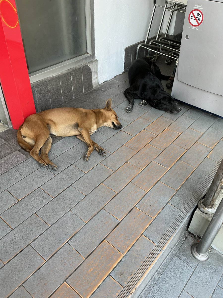 Norakirinakki's tweet image. めちゃめちゃ暑かったので🌞💧
これでまいりますっ😊🫛🍺
めちゃ美味しい枝豆に出逢い感動な本日✨🍀
#タイ
#バンコク
#枝豆
#シンハー