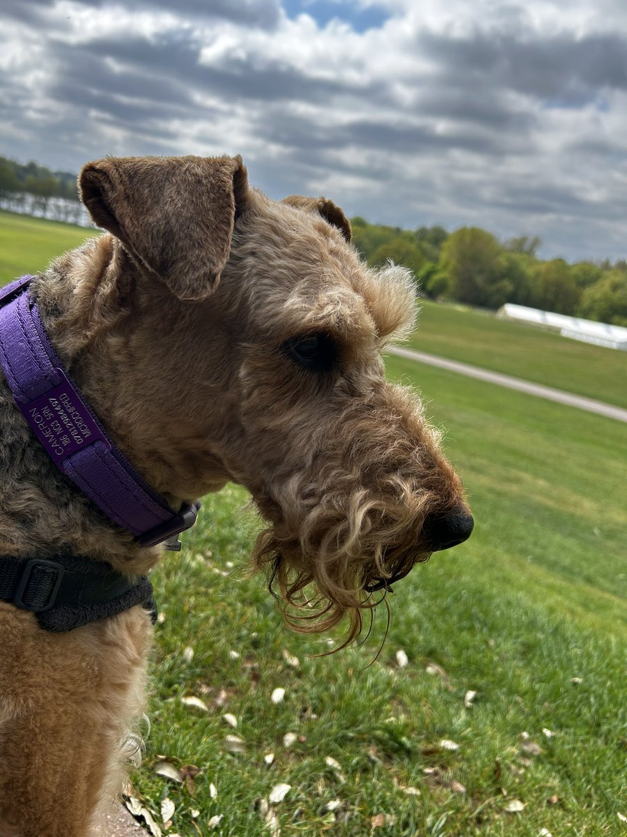 Poppy the littlest Airedale & Dobbina House Elf tweet media