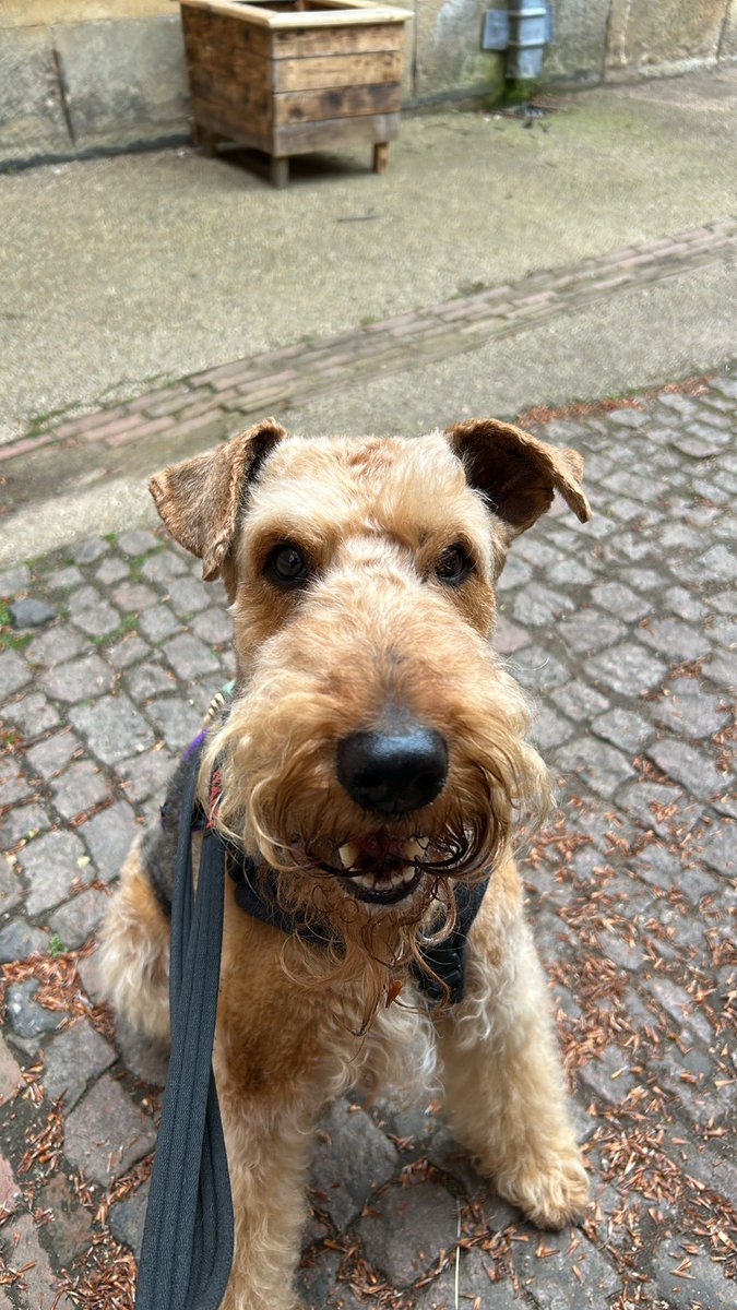 Poppy the littlest Airedale & Dobbina House Elf tweet media