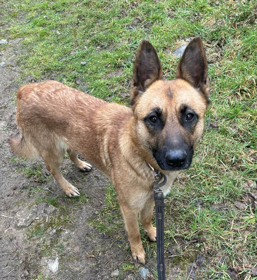 gsrescueelite's tweet image. Bonnie is 17mths old and she is a sweet girl with a very friendly temperament. Bonnie can live with older kids and arrived with Bambi so may be able to live with another dog 
#germanshepherd #dogs #Cornwall 
gsrelite.co.uk/bonnie-10/
