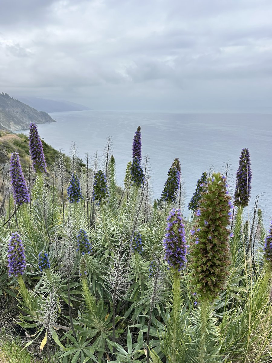 JianliSui's tweet image. #BigSur