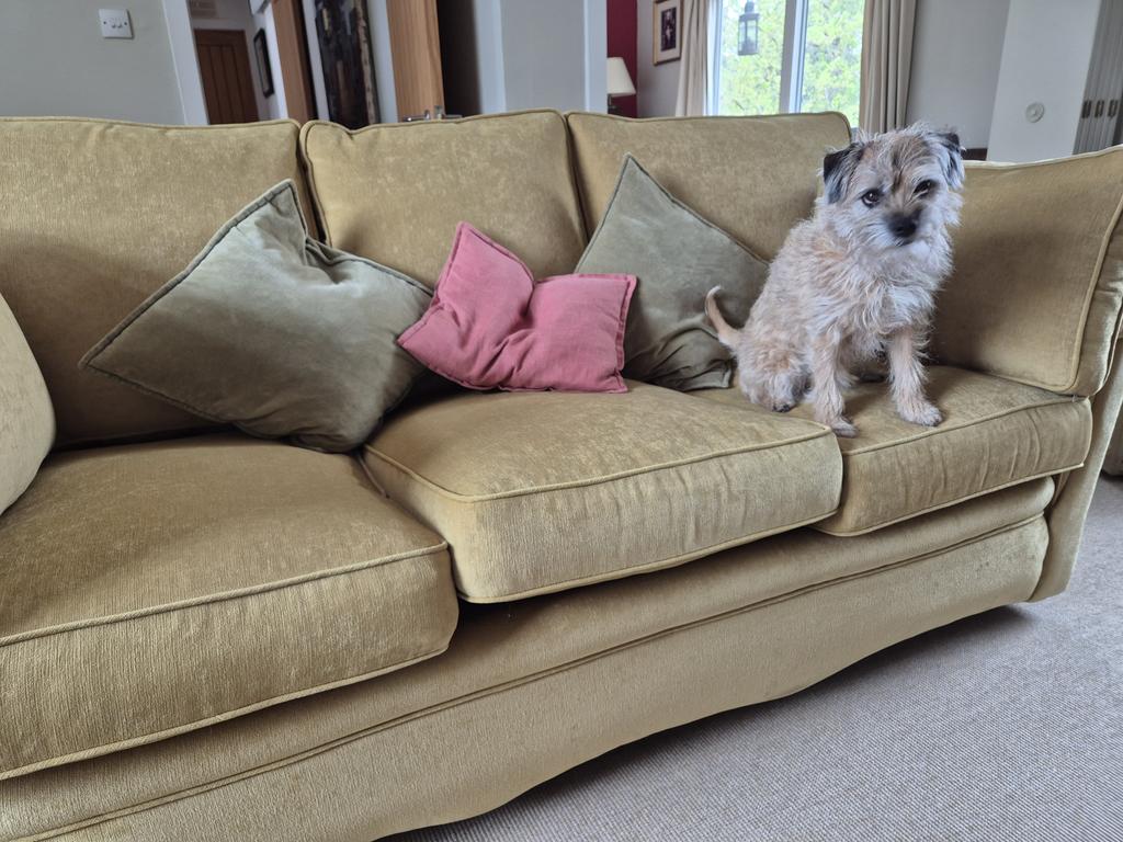 HWicket's tweet image. #BTPosse #sofa #DogsOnTwitter #DogsOfX Well me sofa's back and YES @HaggisBT, it really is MY sofa but it dun smell right and it aint as squidgy diggy no more! Check it out! Ma fizzog sez it all pals *shakes head*