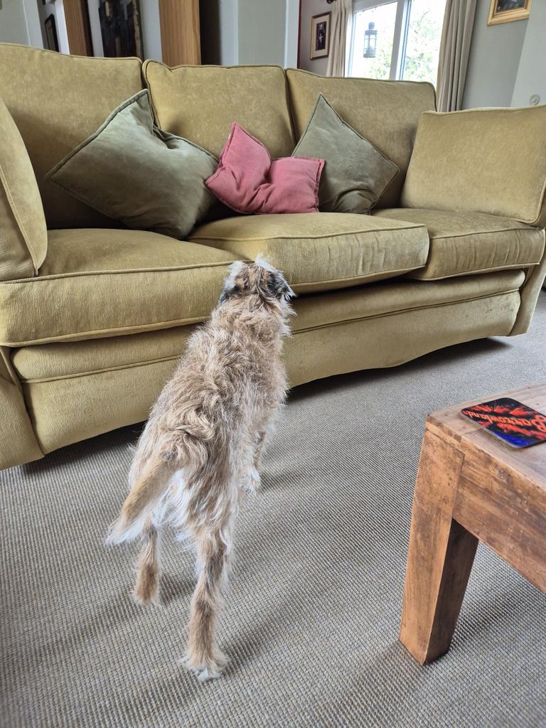 HWicket's tweet image. #BTPosse #sofa #DogsOnTwitter #DogsOfX Well me sofa's back and YES @HaggisBT, it really is MY sofa but it dun smell right and it aint as squidgy diggy no more! Check it out! Ma fizzog sez it all pals *shakes head*