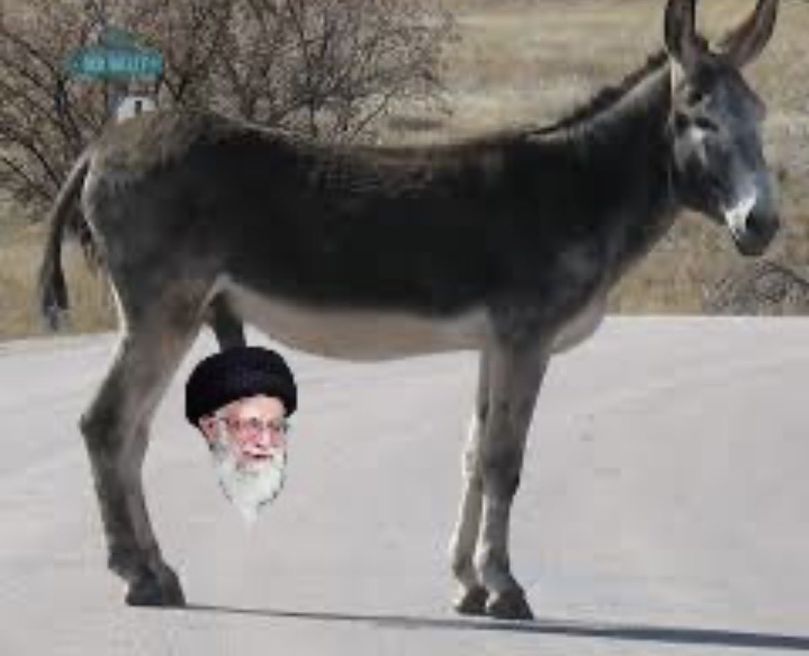 Nima نیما tweet media