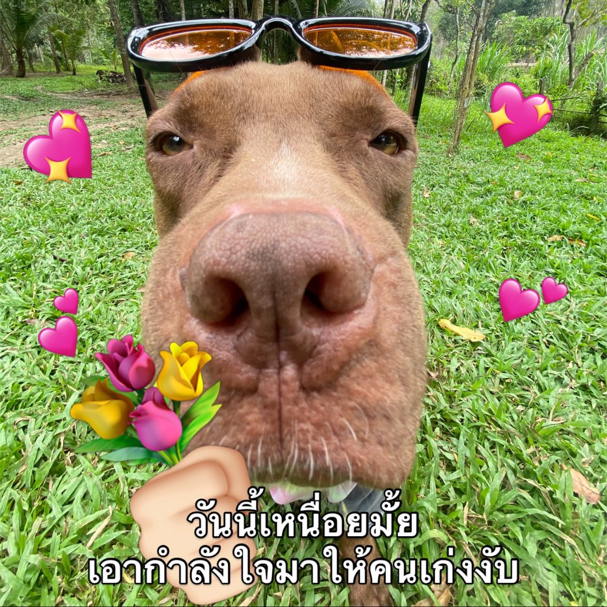 มิวจิก ꒰🌺꒱ tweet media