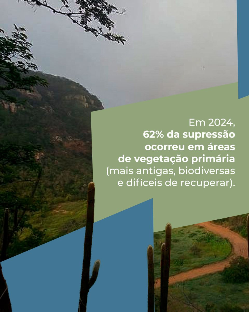 MapBiomas tweet media
