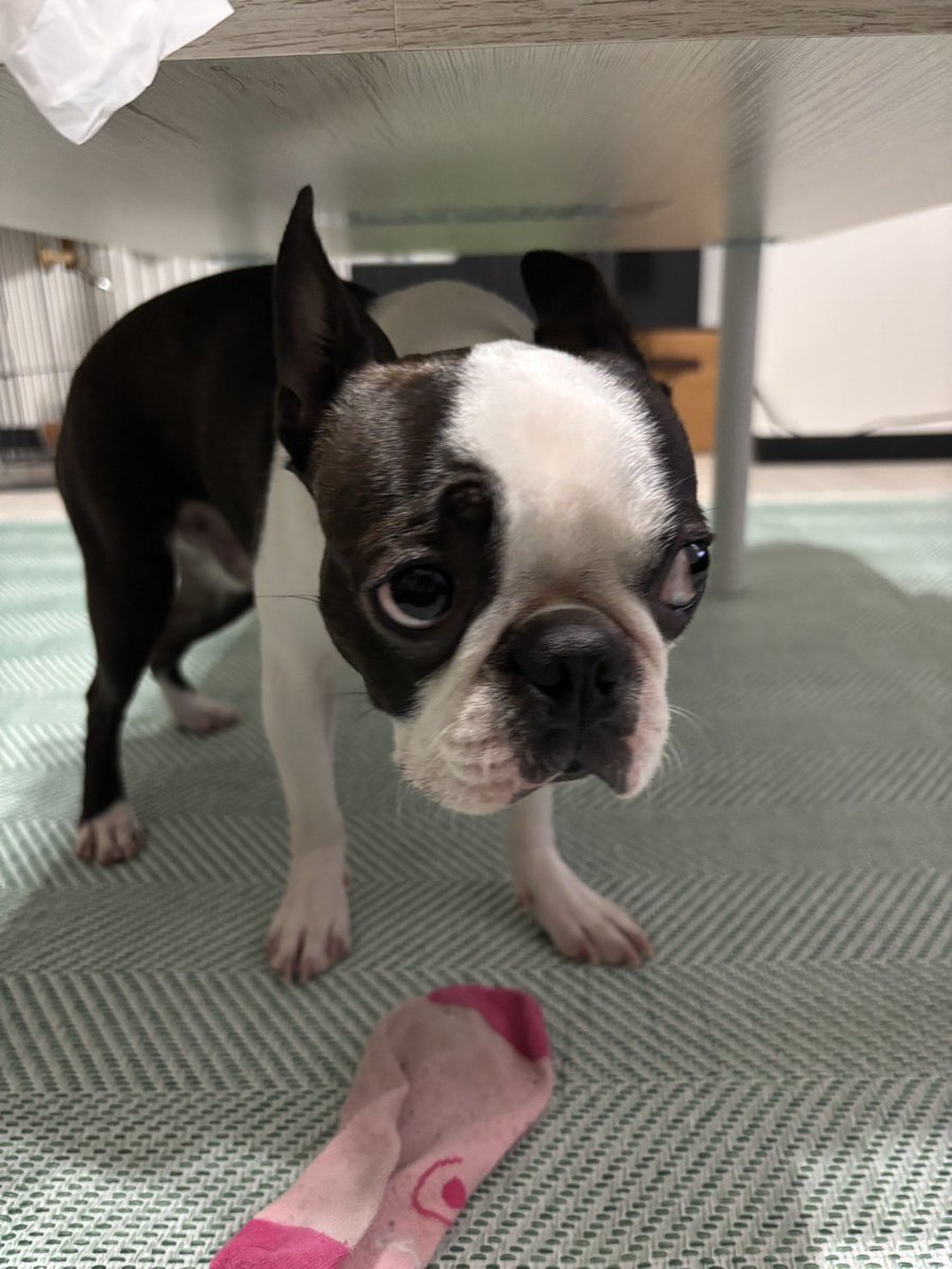 ボストンテリアのいぎーくん🐶✨️ tweet media