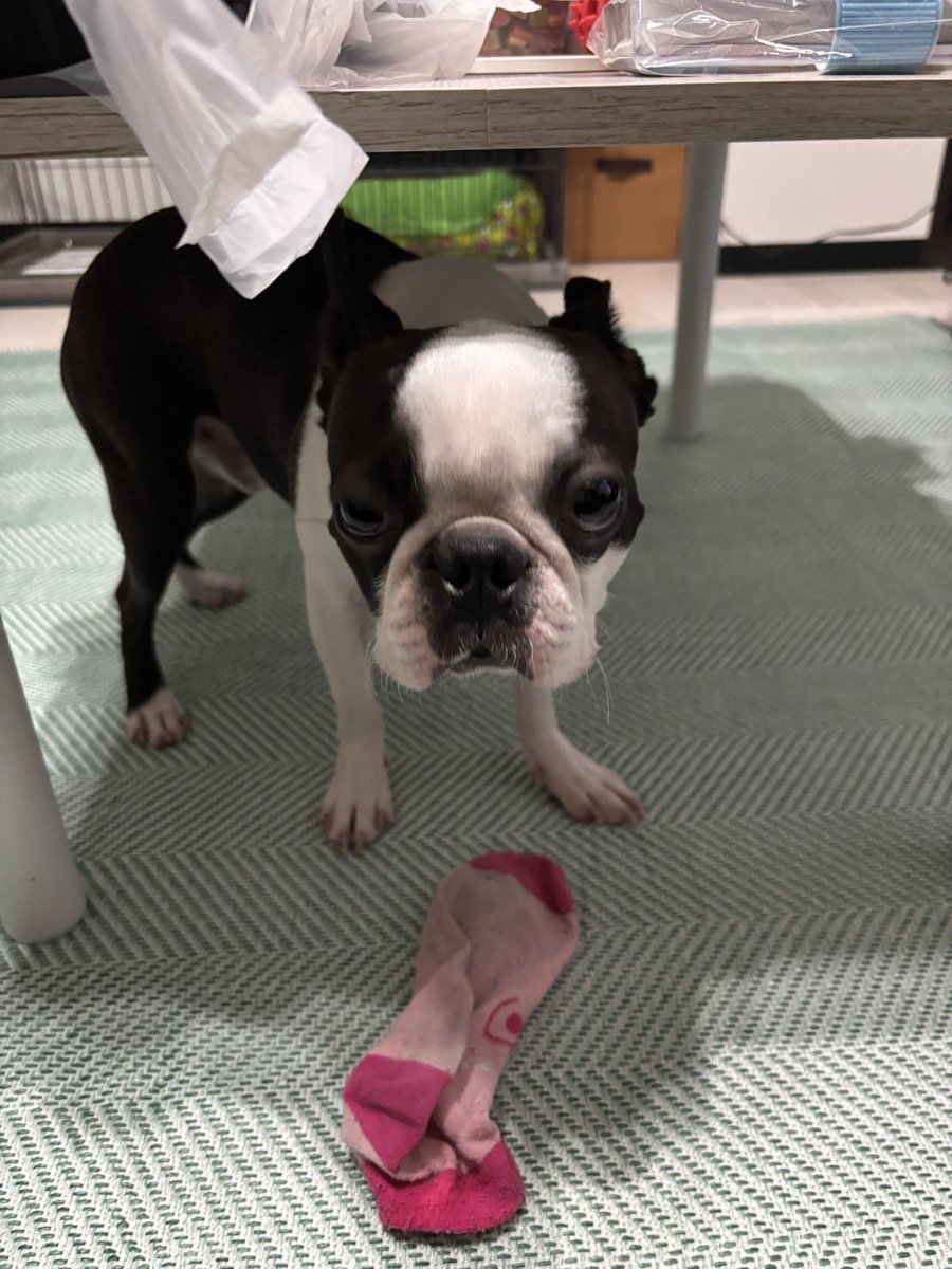 ボストンテリアのいぎーくん🐶✨️ tweet media