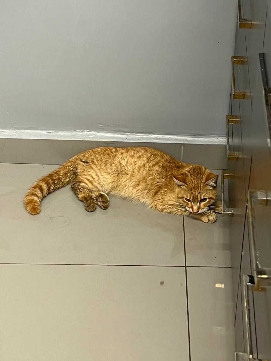 sokak hayvanlarına destek tweet media