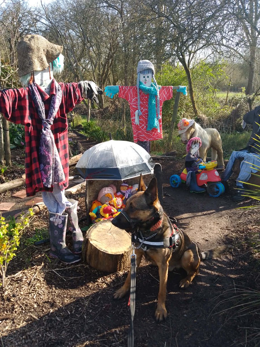 gsrescueelite's tweet image. Raffi will be 3 in June and this lovely lad thrives in human company so is really struggling in kennels. Raffi can live with older kids but would like to be the only pet in the home 
#germanshepherd #dogs #Essex 
gsrelite.co.uk/raffi/