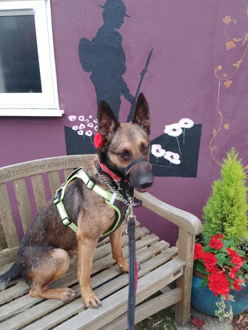 gsrescueelite's tweet image. Raffi will be 3 in June and this lovely lad thrives in human company so is really struggling in kennels. Raffi can live with older kids but would like to be the only pet in the home 
#germanshepherd #dogs #Essex 
gsrelite.co.uk/raffi/