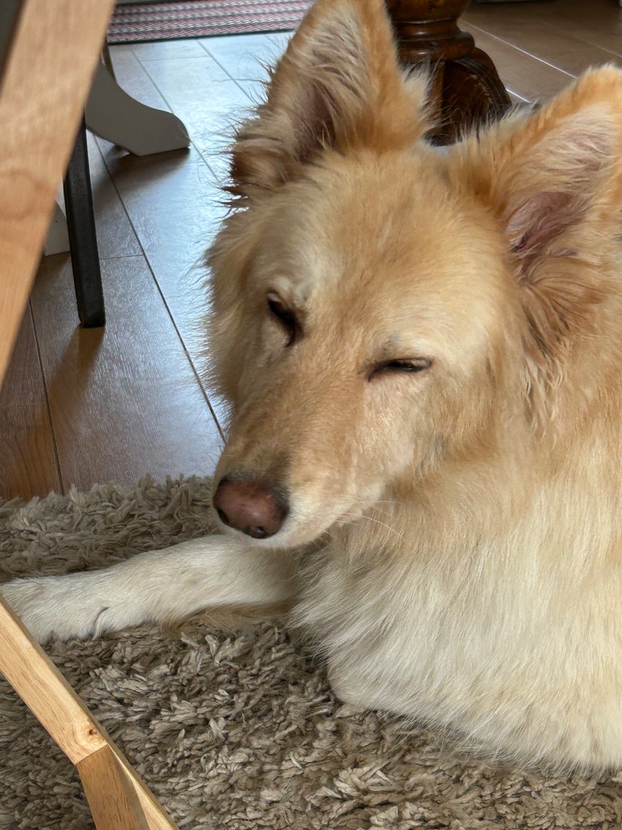 boatypat's tweet image. There’s a faint whinge from her .. she wants more food but following overnight upset stomach she’s having frequent small meals.. next one due in 15 minutes .. gonna be a long 15 minutes #gsd #DogsOnTwitter