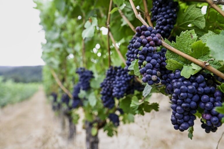 Protect Wine Origins tweet media