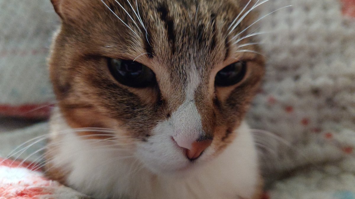 妖怪いちたりない tweet media