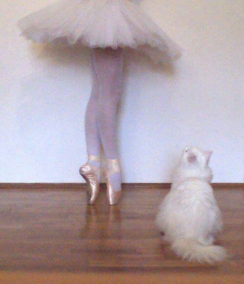 ᅟᅟ ᅟᅟ ᅟ ᅟᅟ ᅟ ᅟᅟ ᅟ ᅟᅟ ᅟᅟ ᅟᅟ ᅟ ᅟᅟ ᅟ 𝓪licent, 𝓯. tweet media