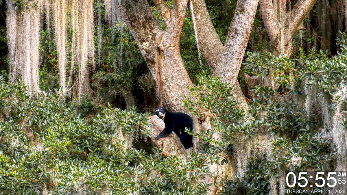 Today's Daily Wallpaper Refresh from Bing

Spectacles in the wild. Spectacled bear resting in a tree.

bit.ly/3PfdwgI

#TodayForWindows #freedownload #tryitforyourself #imageoftheday #pictureoftheday #wallpaperoftheday