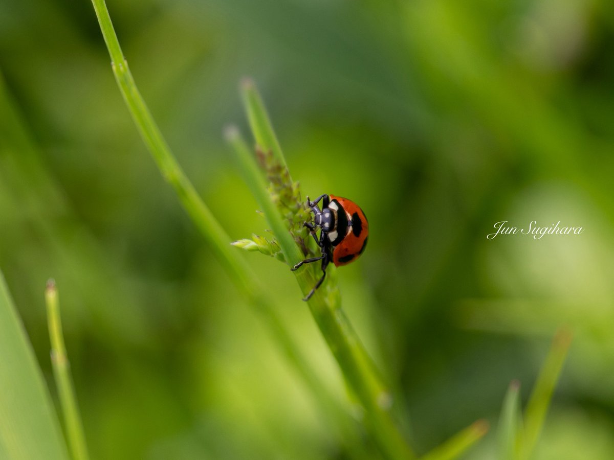 sugijin1979's tweet image. たまにはてんとう虫の冒険に気持ちだけ付き合うの余裕が必要だよ、大人には。

#ファインダー越しの私の世界 
#てんとう虫 #ladybug #ナナホシテントウ