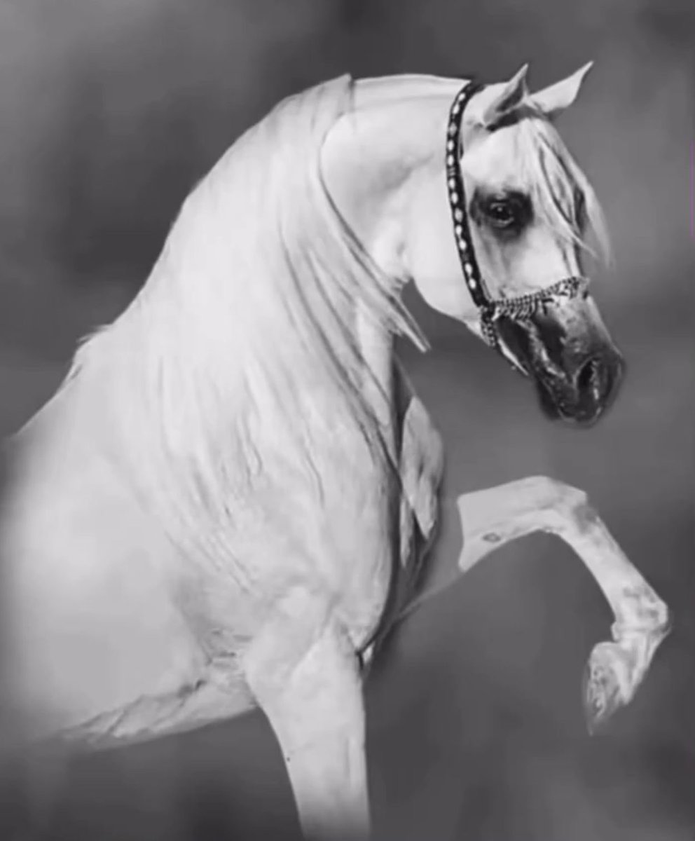 نايف العنزي tweet media