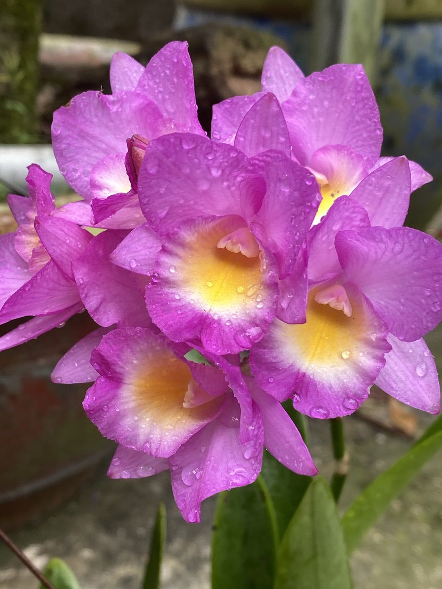 Nghe nói tên Tố Lan. 
Hoa đẹp, tên hay, hương thơm nhẹ.

Nhà ko có gì, chỉ có vài loài hoa yêu thích.

Chúc bạn bè trên X một buổi tối vui vẻ và ngon giấc.