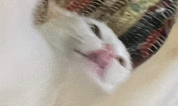 GJL_90's tweet photo. #Cat https://t.co/IxqT3PqCVT