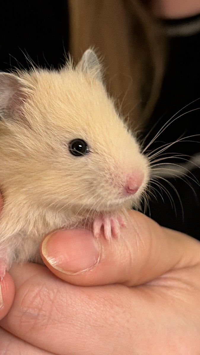 まるとむぎの日常🐹 tweet media