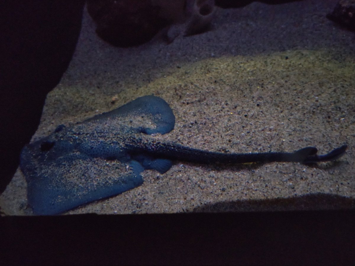 深海のガンギエイって皆尻尾長いけど何か理由あるのかな